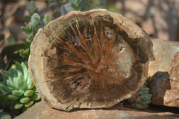 Polished Petrified Wood Slices x 6 From Gokwe, Zimbabwe