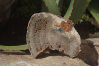 Polished Petrified Wood Slices x 6 From Gokwe, Zimbabwe