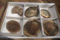 Polished Petrified Wood Slices x 6 From Gokwe, Zimbabwe