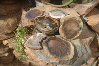 Polished Petrified Wood Slices x 6 From Gokwe, Zimbabwe