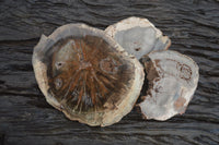 Polished Petrified Wood Slices x 6 From Gokwe, Zimbabwe