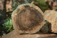 Polished Petrified Wood Slices x 6 From Gokwe, Zimbabwe