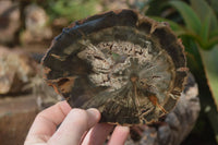 Polished Petrified Wood Slices x 6 From Gokwe, Zimbabwe