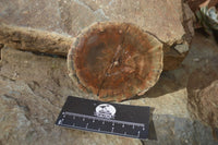 Polished Petrified Wood Slices x 6 From Gokwe, Zimbabwe