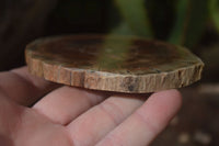 Polished Petrified Wood Slices x 6 From Gokwe, Zimbabwe