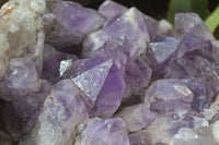 Natural Jacaranda Amethyst Cluster x 1 From Mumbwa, Zambia