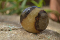 Polished Septerye Galets / Palm Stones x 12 From Mahajanga, Madagascar