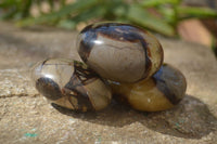 Polished Septerye Galets / Palm Stones x 12 From Mahajanga, Madagascar