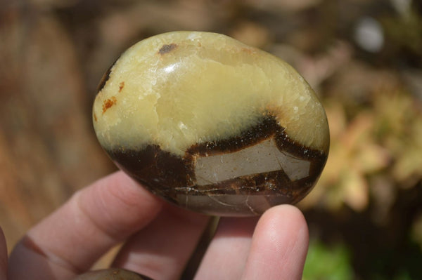 Polished Septerye Galets / Palm Stones x 12 From Mahajanga, Madagascar