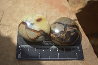 Polished Septerye Galets / Palm Stones x 12 From Mahajanga, Madagascar