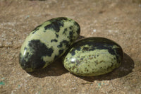 Polished Leopard Stone Galets / Palm Stones x 12 From Inyanga, Zimbabwe