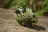 Polished Leopard Stone Galets / Palm Stones x 12 From Inyanga, Zimbabwe