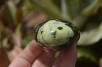 Polished Leopard Stone Galets / Palm Stones x 12 From Inyanga, Zimbabwe