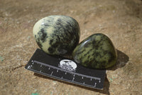 Polished Leopard Stone Galets / Palm Stones x 12 From Inyanga, Zimbabwe