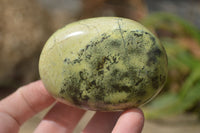 Polished Leopard Stone Galets / Palm Stones x 12 From Inyanga, Zimbabwe