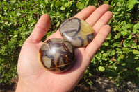 Polished Septerye Galets / Palm Stones x 12 From Mahajanga, Madagascar