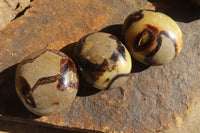 Polished Septerye Galets / Palm Stones x 12 From Mahajanga, Madagascar