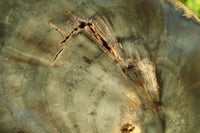 Polished Petrified Wood Slices x 6 From Gokwe, Zimbabwe