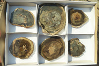 Polished Petrified Wood Slices x 6 From Gokwe, Zimbabwe