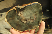 Polished Petrified Wood Slices x 6 From Gokwe, Zimbabwe