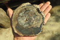 Polished Petrified Wood Slices x 6 From Gokwe, Zimbabwe