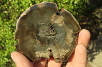 Polished Petrified Wood Slices x 6 From Gokwe, Zimbabwe