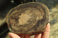 Polished Petrified Wood Slices x 6 From Gokwe, Zimbabwe