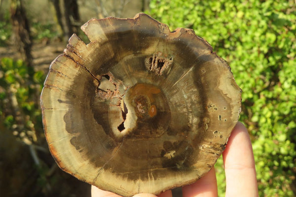 Polished Petrified Wood Slices x 6 From Gokwe, Zimbabwe