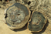 Polished Petrified Wood Slices x 6 From Gokwe, Zimbabwe