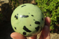 Polished Leopard Stone Spheres x 2 From Inyanga, Zimbabwe