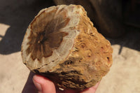 Polished Petrified Wood Branch Pieces x 4 From Gokwe, Zimbabwe