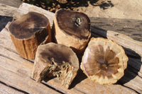 Polished Petrified Wood Branch Pieces x 4 From Gokwe, Zimbabwe