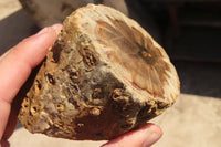 Polished Petrified Wood Branch Pieces x 4 From Gokwe, Zimbabwe