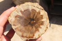 Polished Petrified Wood Branch Pieces x 4 From Gokwe, Zimbabwe