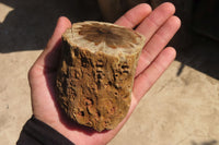 Polished Petrified Wood Branch Pieces x 4 From Gokwe, Zimbabwe