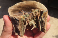 Polished Petrified Wood Branch Pieces x 4 From Gokwe, Zimbabwe