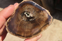 Polished Petrified Wood Branch Pieces x 4 From Gokwe, Zimbabwe