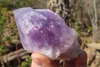 Polished Jacaranda Amethyst Single Crystals x 6 From Mumbwa, Zambia