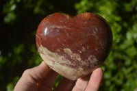 Polished Red Podocarpus Petrified Wood Items x 5 From Madagascar