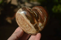 Polished Red Podocarpus Petrified Wood Items x 5 From Madagascar