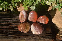 Polished Red Podocarpus Petrified Wood Items x 5 From Madagascar