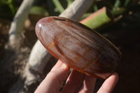 Polished Red Podocarpus Petrified Wood Items x 5 From Madagascar