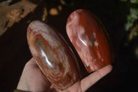 Polished Red Podocarpus Petrified Wood Items x 5 From Madagascar