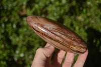 Polished Red Podocarpus Petrified Wood Items x 5 From Madagascar