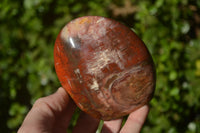 Polished Red Podocarpus Petrified Wood Items x 5 From Madagascar