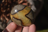 Polished Septerye Galet / Palm Stones x 12 From Mahajanga, Madagascar