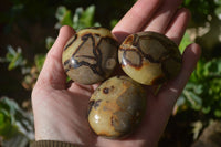 Polished Septerye Galet / Palm Stones x 12 From Mahajanga, Madagascar