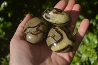 Polished Septerye Galet / Palm Stones x 12 From Mahajanga, Madagascar