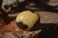 Polished Septerye Galet / Palm Stones x 12 From Mahajanga, Madagascar