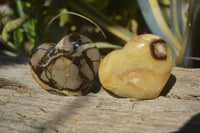 Polished Septerye Hearts x 6 From Mahajanga, Madagascar